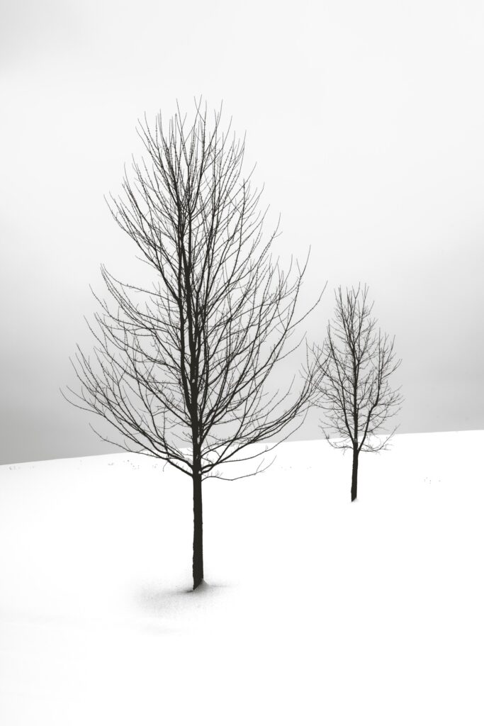 ToF Fotobehang zwart-wit twee kale bomen in de sneeuw