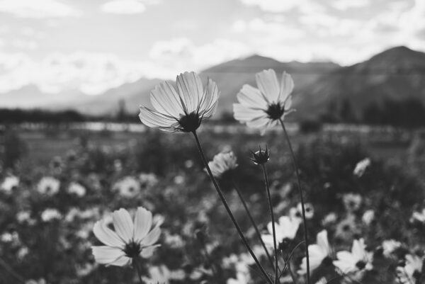 ToF Behang zwart-wit veld met bloemen met op achtergrond bergen