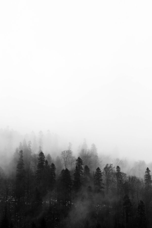 ToF Fotobehang zwart-wit mistig bos in Roemenië