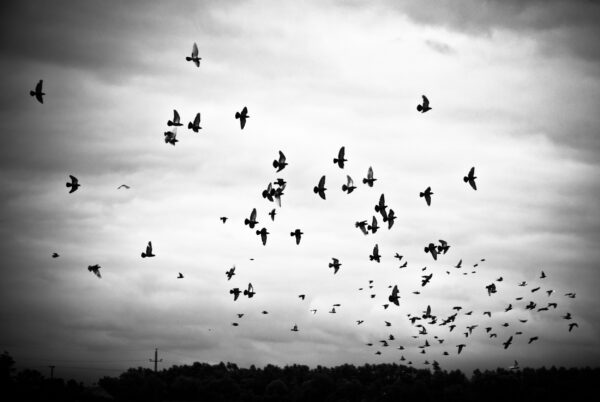 ToF Behang zwart-wit vliegende groep duiven met wolken op achtergrond