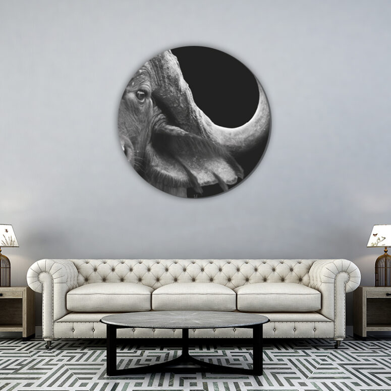 ToF Behangcirkel dieren kaffer buffel zwart-wit