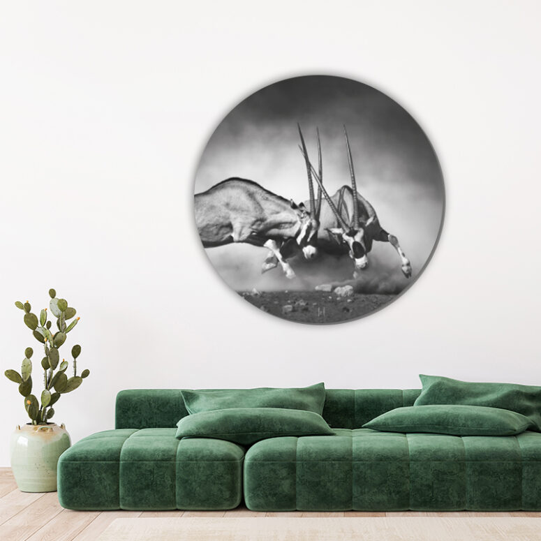 ToF Behangcirkel dieren gemsbokken duel zwart-wit