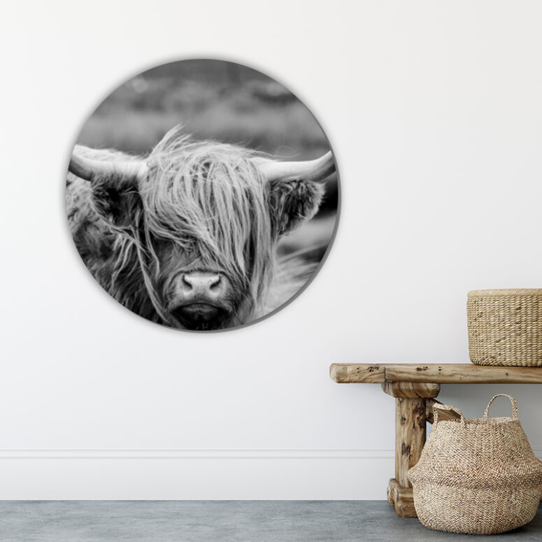 ToF Behangcirkel dieren  Schotse hooglander zwart-wit