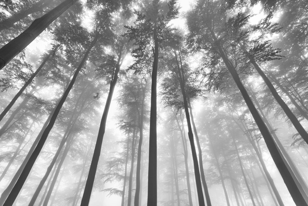ToF Fotobehang bomen vanaf onderkant zwart-wit