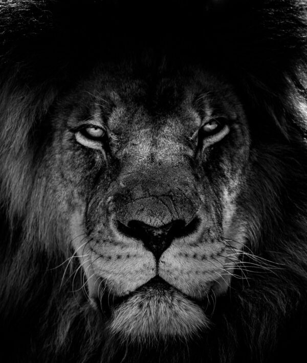 ToF Behang dier portret Afrikaanse leeuw zwart-wit