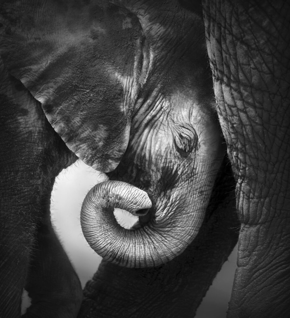 ToF Fotobehang olifanten kop jonge olifant bij poten moeder in zwart-wit