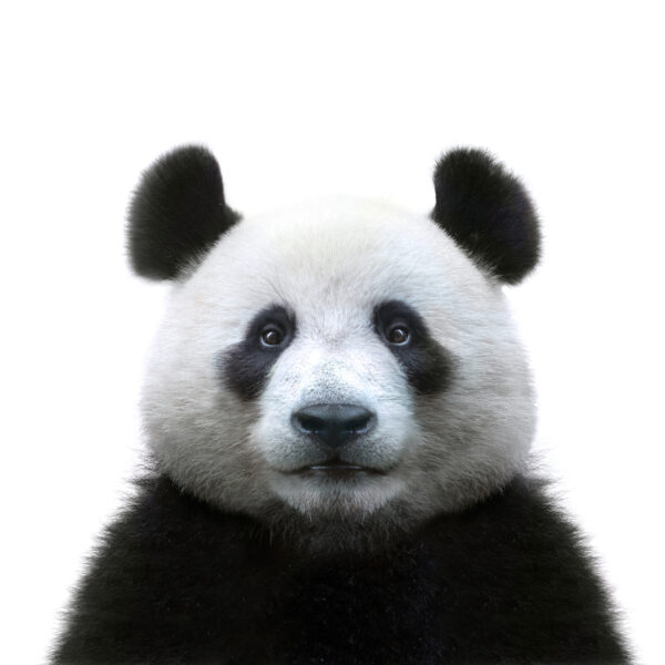 ToF Fotobehang dier lieve panda