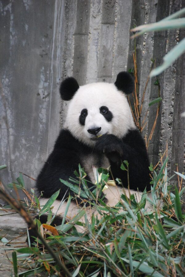 ToF Behang wilde dieren zittende pandabeer