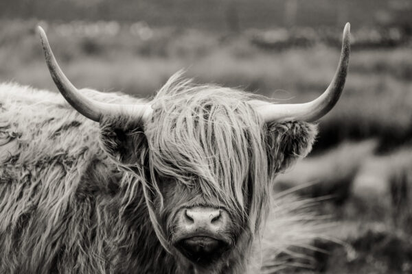 ToF Behang dier Schotse hooglander zwart-wit