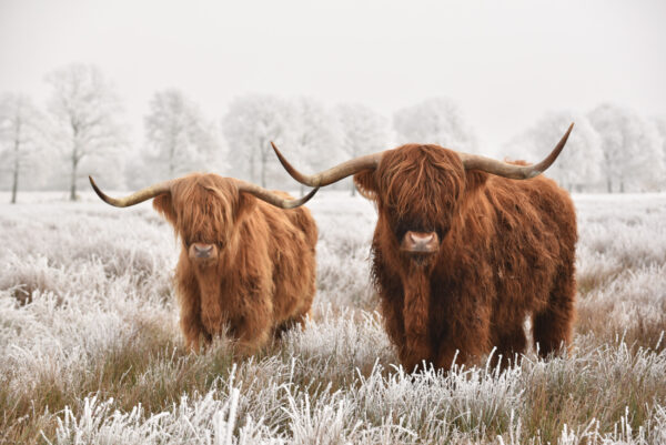 ToF Behang Schotse hooglanders in een met rijp bevroren veld