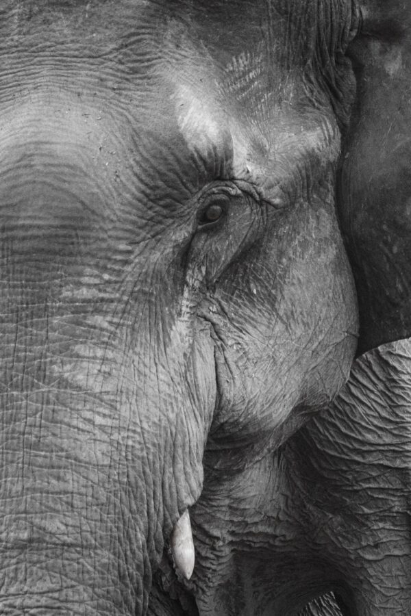 ToF Behang zwart-wit close-up kop olifant met nadruk op oog