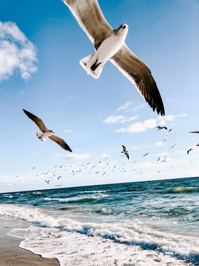 ToF Behang dier meeuwen vliegend over strand