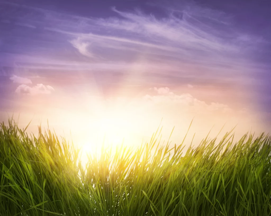 ToF Behang mooi gras met blauwe lucht en zonsopkomst