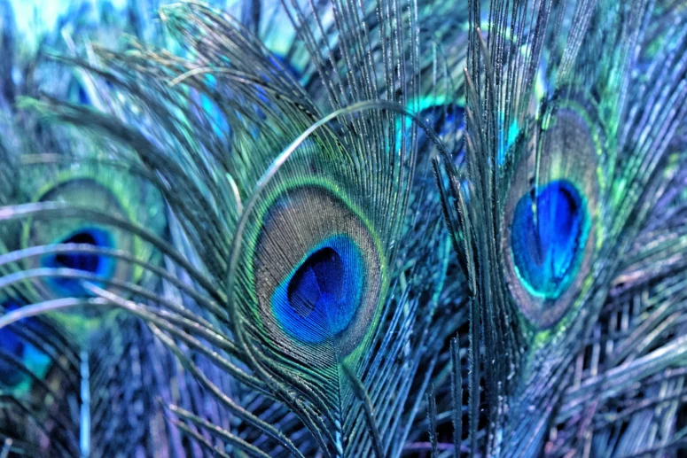 ToF Behang pauwen close-up gekleurde pauwenveren