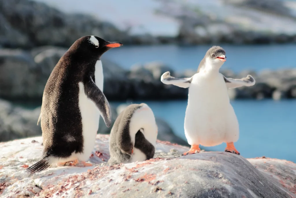 ToF Behang dier schattige pinguïns