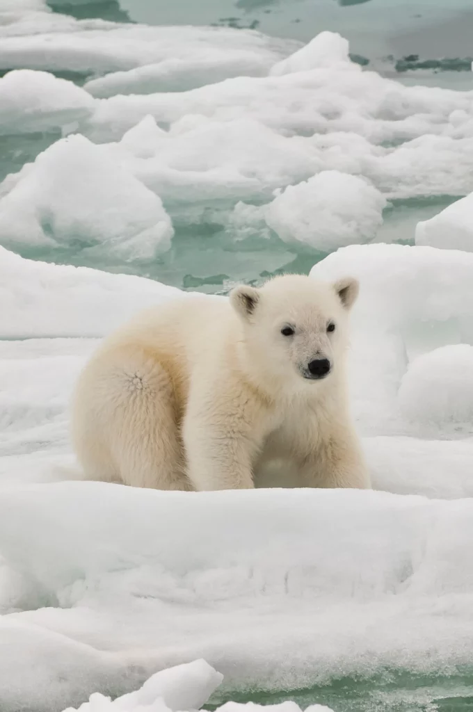 ToF Behang dier ijsbeerwelp op ijs