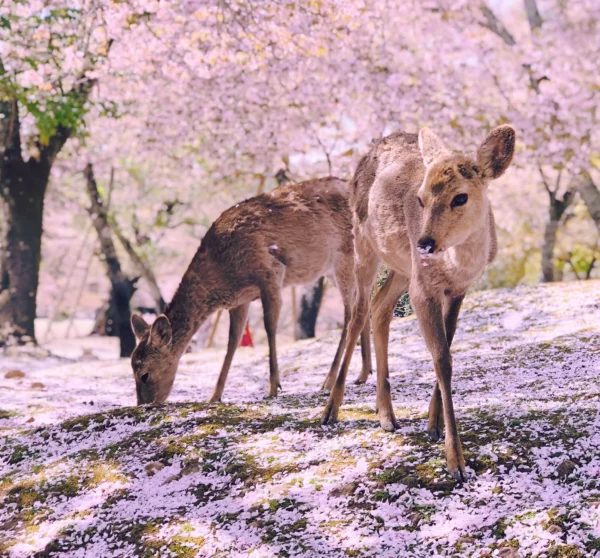 ToF Behang dier hert in bos met roze bloemetjes