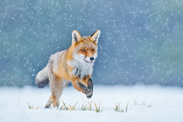 ToF Behang dier vos in sneeuw