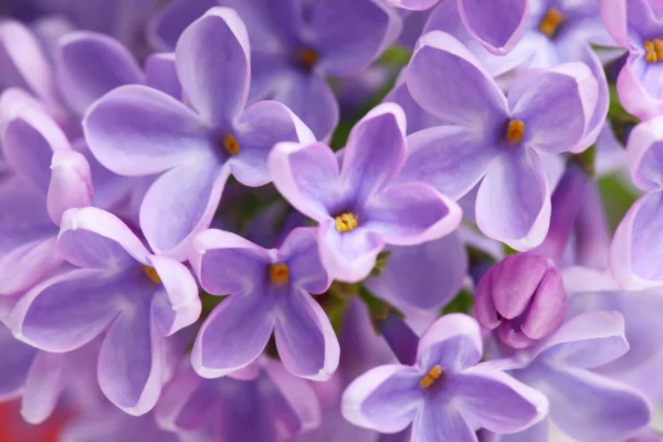 ToF Behang bloemen in paars