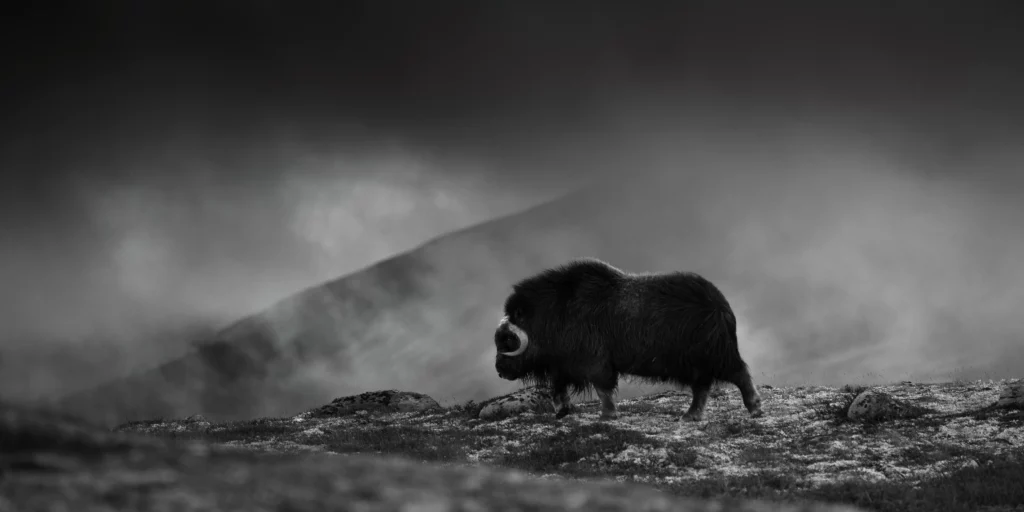 ToF Behang dier muskusos met berg op achtergrond