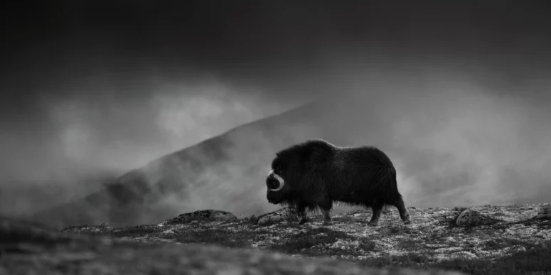 ToF Behang dier muskusos met berg op achtergrond