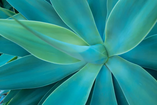 ToF Behang cactus close-up in groen