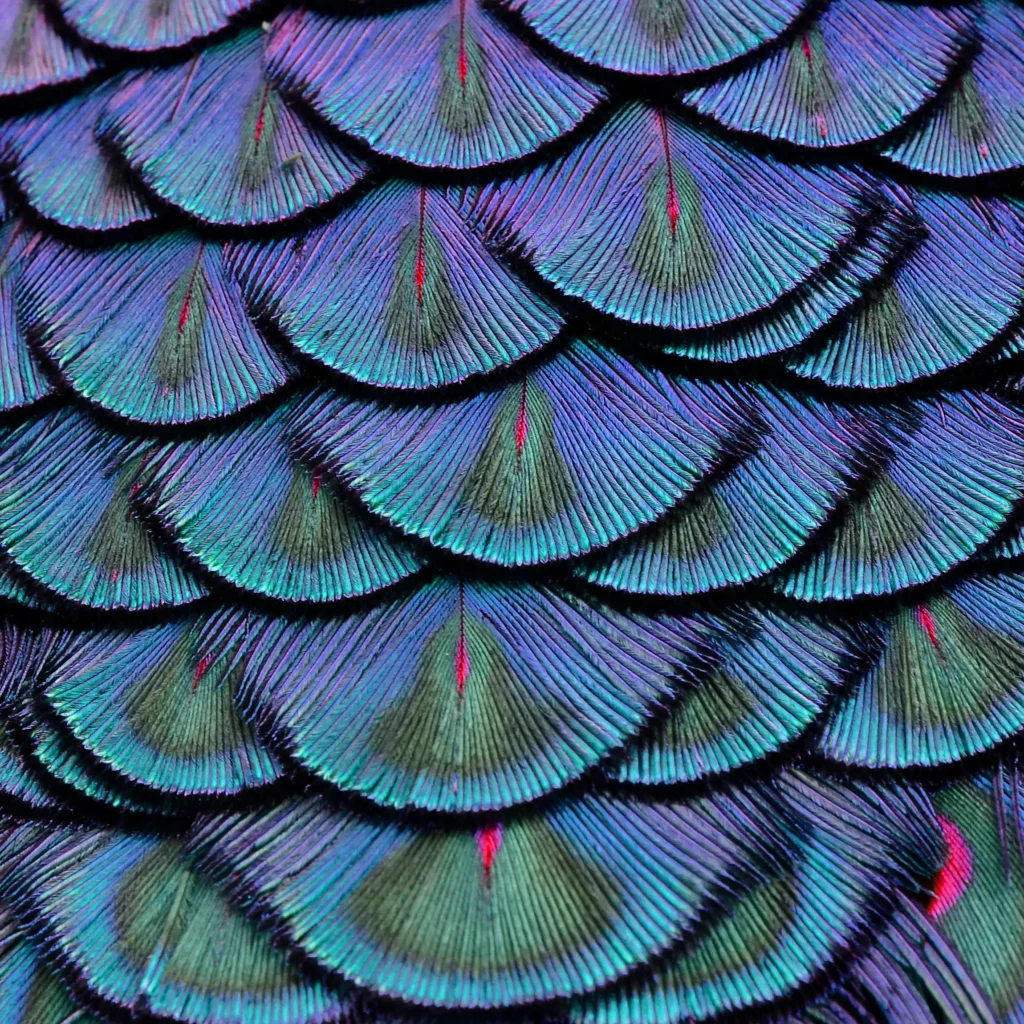 ToF Behang groen paarse veren van pauw