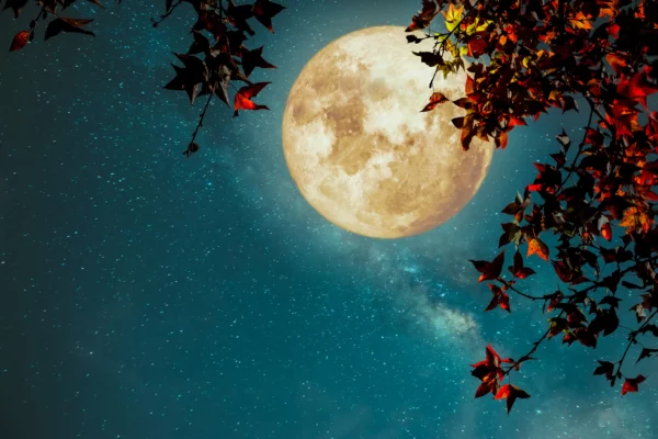 ToF Behang herfst esdoorn in herfstseizoen met volle maan