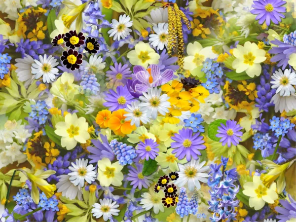ToF Fotobehang bloemetjes bloemenveld in paars, geel en blauw