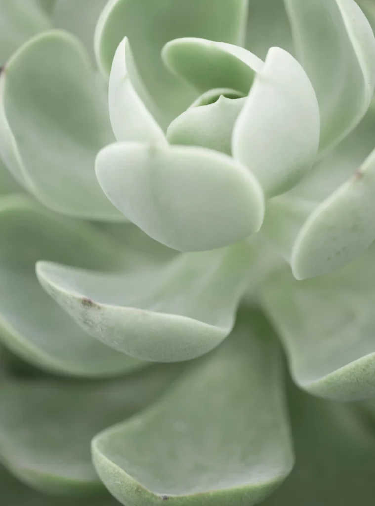 ToF Behang planten close-up cactus
