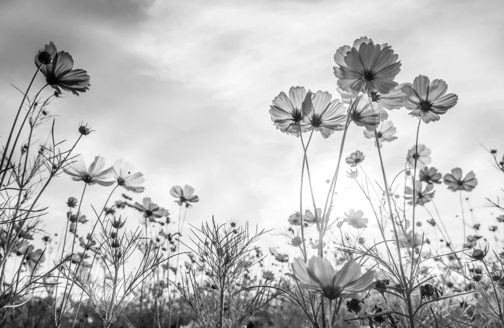 ToF Fotobehang bloemen cosmos zwart-wit
